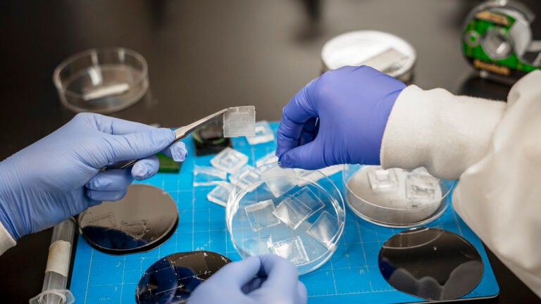Gloved hands of USC researchers examine samples in petri dishes at the USC Laboratory for Living Systems Engineering.