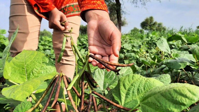 Man picking a mung bean from the vine on their farm