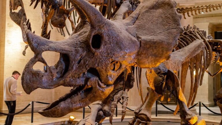 Fossilized triceratops in the Natural History Museum of Los Angeles County