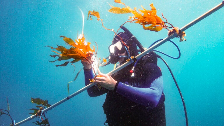A diver attaches seaweed to a prototype of a device called the “kelp elevator.” Raising and lowering the kelp on the elevator dramatically accelerates its growth, proving the potential for mass-produced seaweed to power vehicles with biofuel harvested from the ocean. (USC Photo/David Ginsburg)