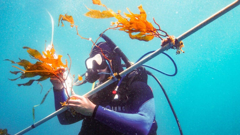 A diver attaches seaweed to a research device