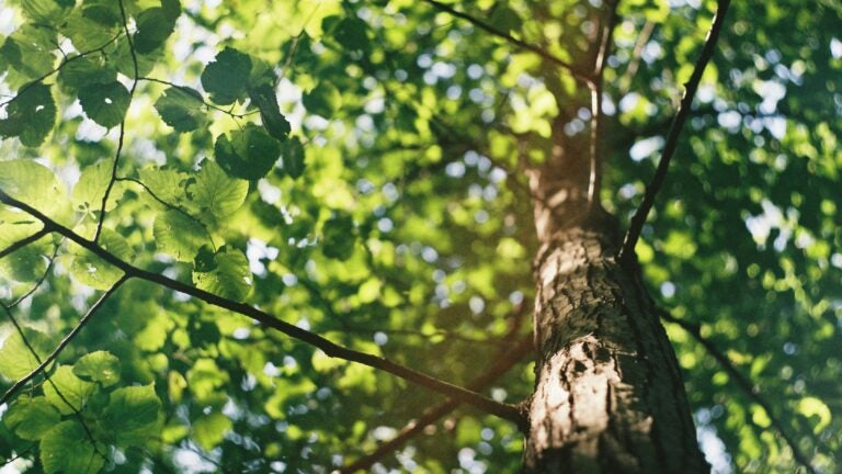 closeup of a tree trunk and leaves