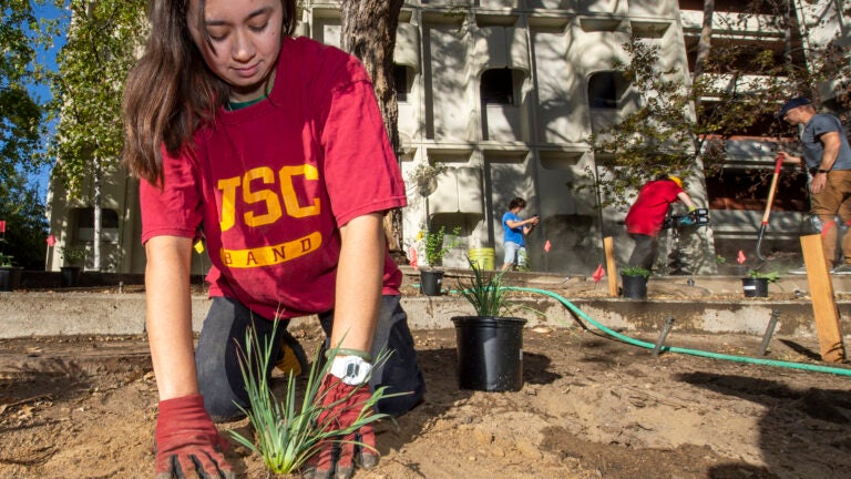 A USC student plants a drought-tolerant plant on campus