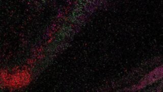 Architecture of the CA1 of the hippocampus